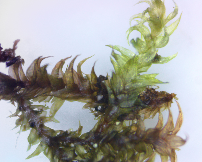 Hygrohypnum montanum